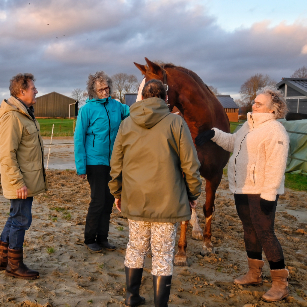 paardencoaching in teamverband